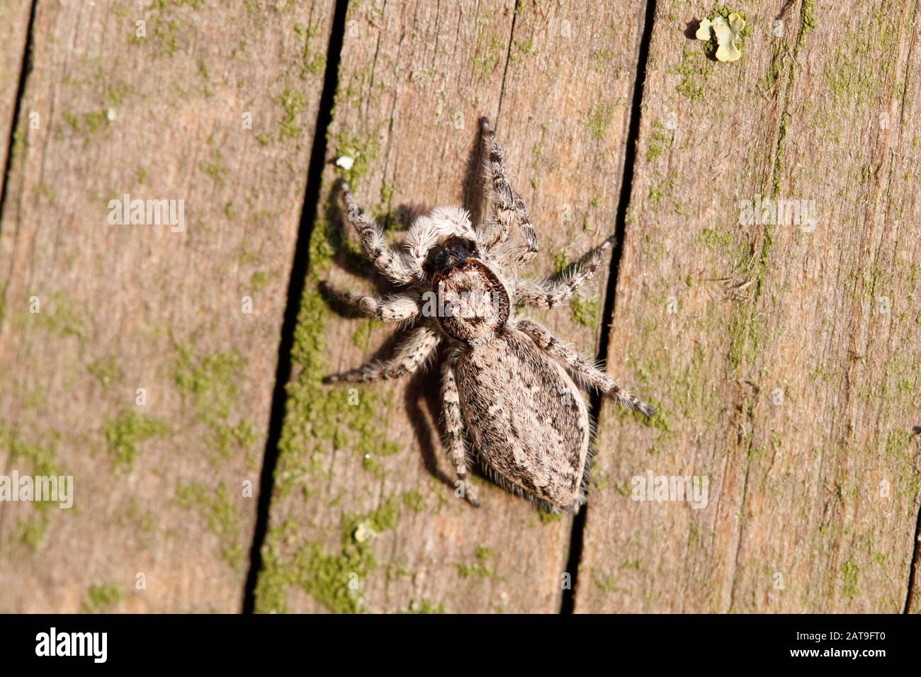 Menemerus bivittatus Gray Wall Jumping Spider Stock Photo