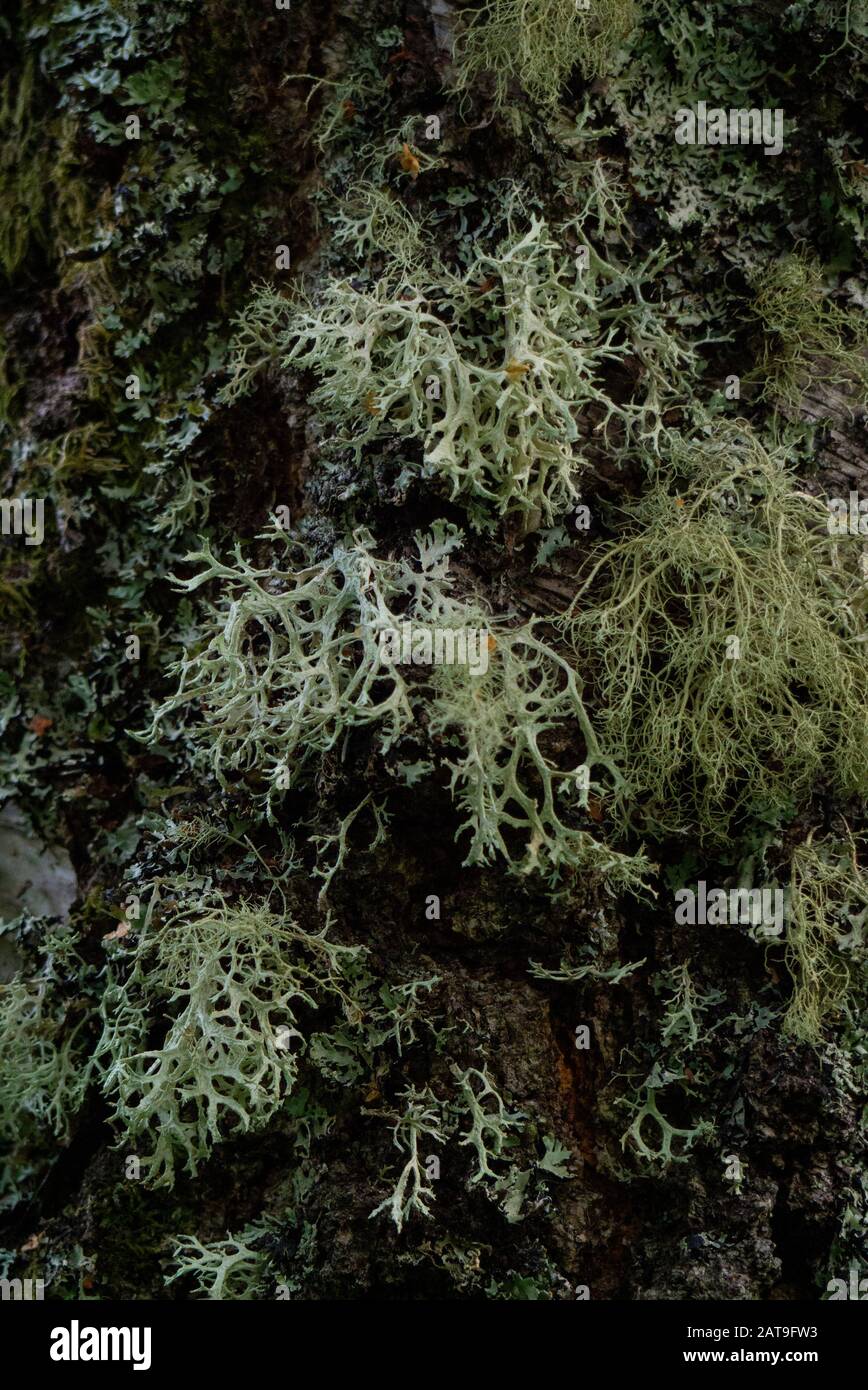 Close-up of the Lichen species Usnea or Old Man's Beard or Beard Lichen or Tree Moss in Inverness-shire Scotland UK Stock Photo
