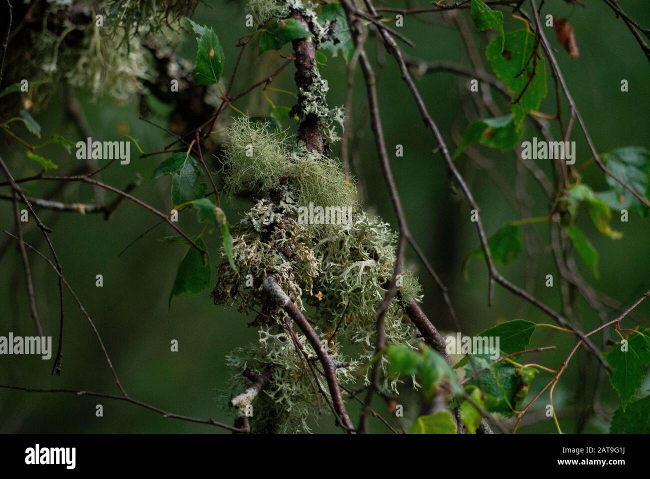 Close-up of the Lichen species Usnea or Old Man's Beard or Beard Lichen or Tree Moss in Inverness-shire Scotland UK Stock Photo