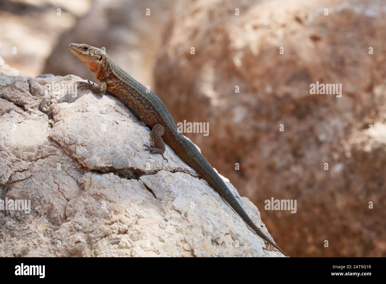 Lilford's wall lizard (Podarcis lilfordi ) is a species of lizard in the family Lacertidae. The species is endemic to the Balearic Islands, Spain. Stock Photo