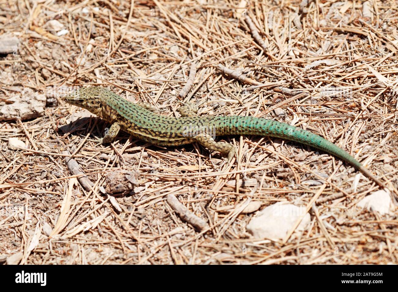 Lilford's wall lizard (Podarcis lilfordi ) is a species of lizard in the family Lacertidae. The species is endemic to the Balearic Islands, Spain. Stock Photo