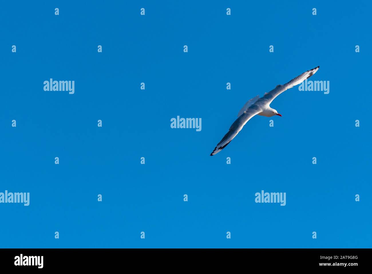 Single seagull flying on a blue sky background Stock Photo