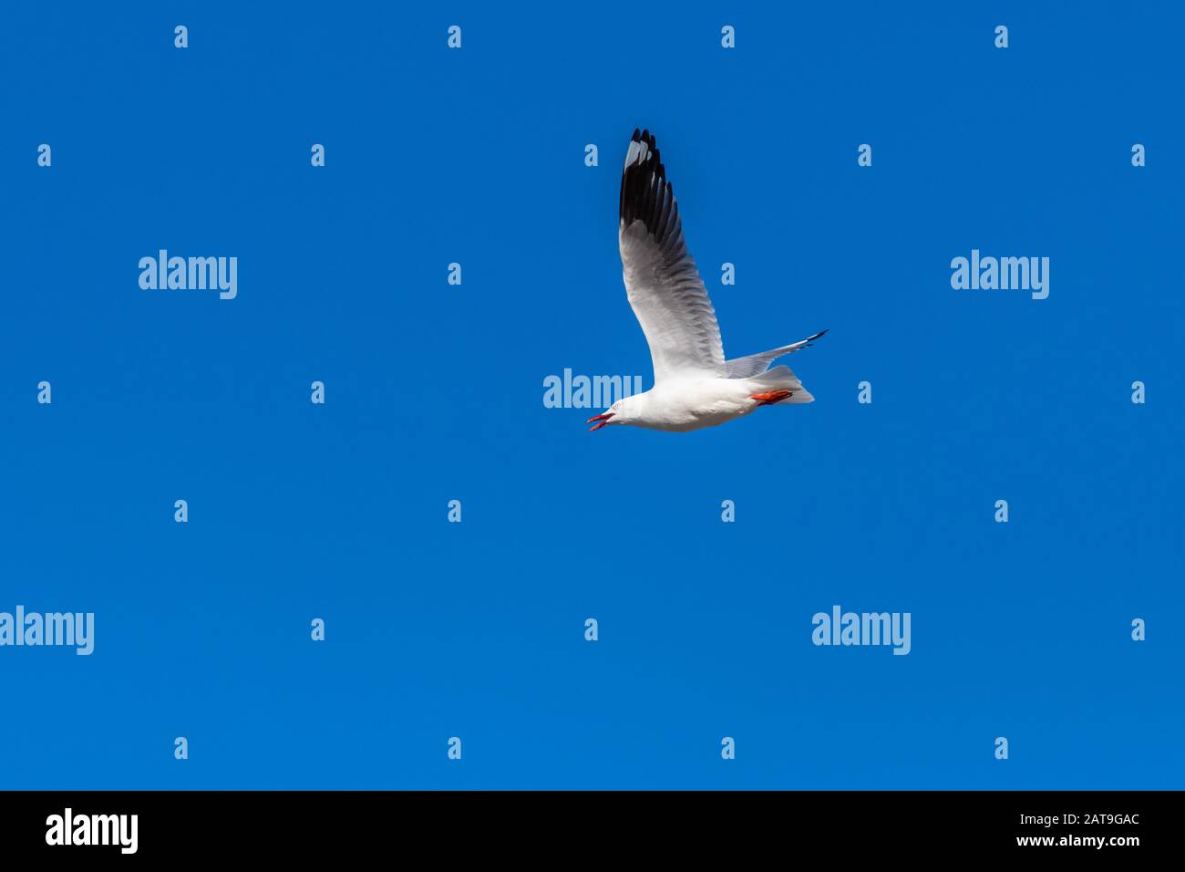 Single seagull flying on a blue sky background Stock Photo
