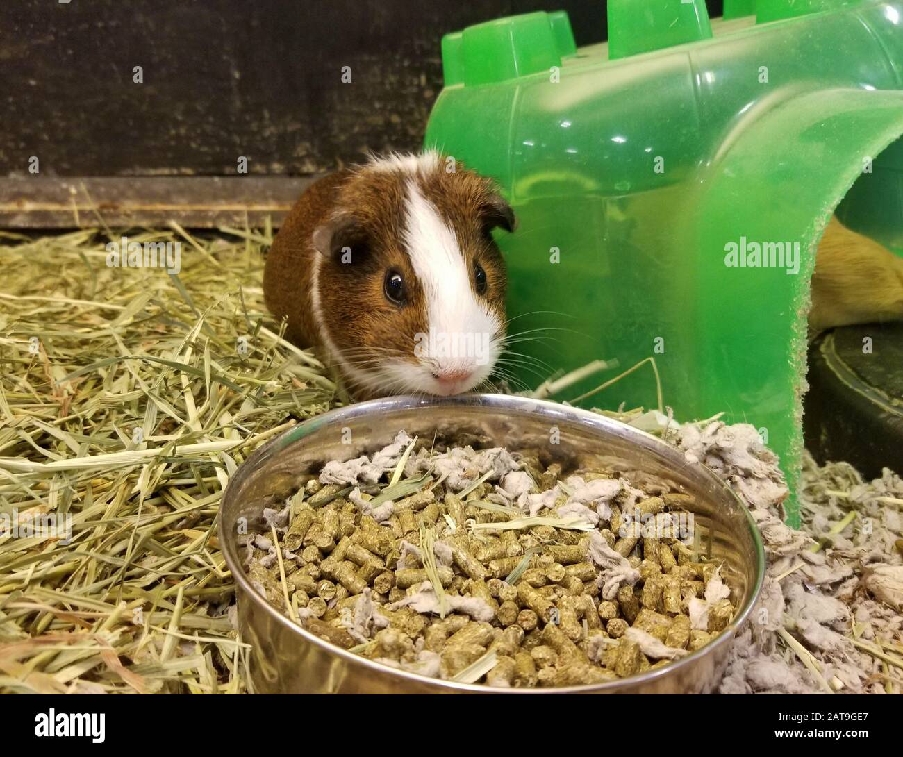 dogs and thunderstorms