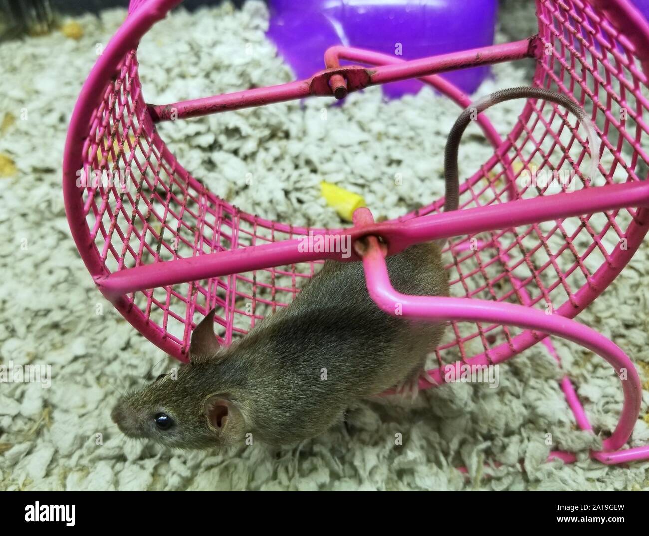 Rat running wheel hires stock photography and images Alamy