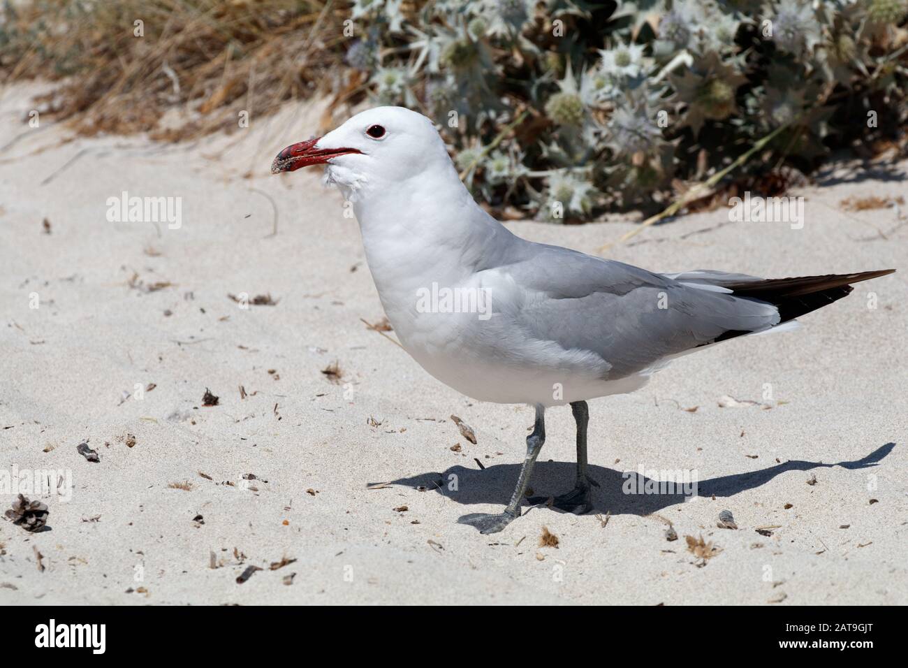 Ichthyaetus audouinii / Larus audoinii Audouin's Gull on Mallorca beach Stock Photo