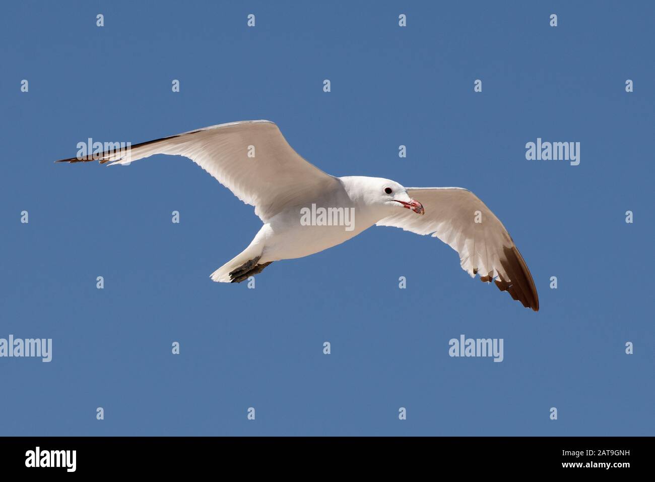 Ichthyaetus audouinii / Larus audoinii Audouin's Gull on Mallorca beach Stock Photo