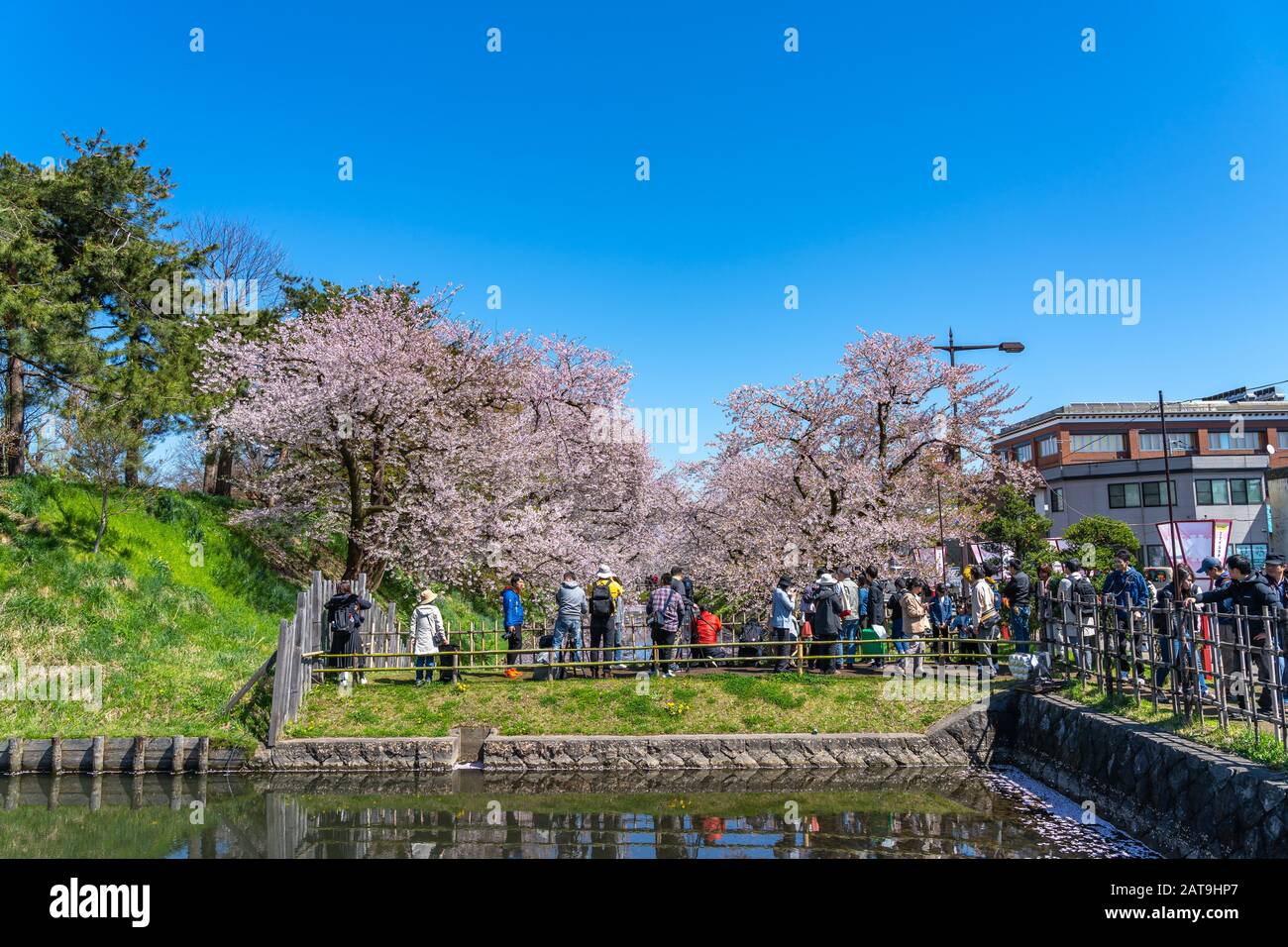 Hirosaki Park cherry blossoms Matsuri festival in springtime season sunny day morning. visitors enjoy beauty full bloom pink sakura flowers Stock Photo