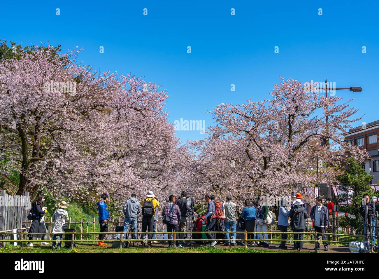 Hirosaki Park cherry blossoms Matsuri festival in springtime season sunny day morning. visitors enjoy beauty full bloom pink sakura flowers Stock Photo