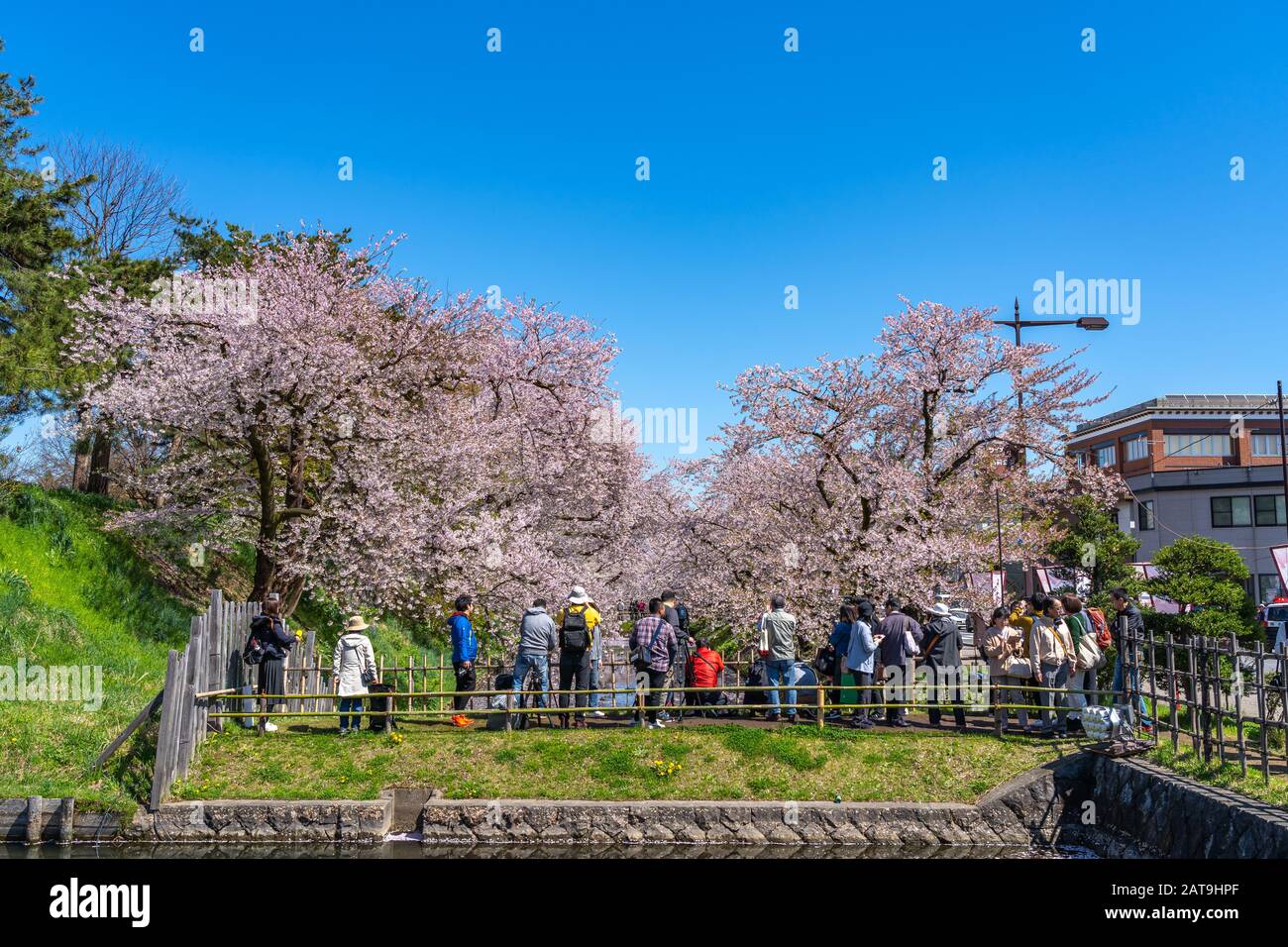 Hirosaki Park cherry blossoms Matsuri festival in springtime season sunny day morning. visitors enjoy beauty full bloom pink sakura flowers Stock Photo