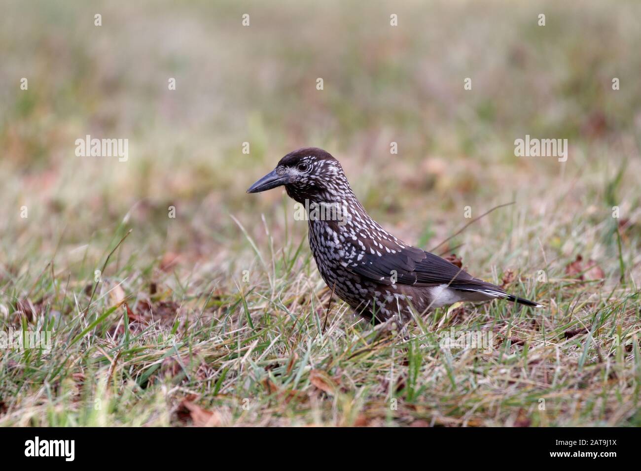 The spotted nutcracker, Eurasian nutcracker, or just nutcracker, is a