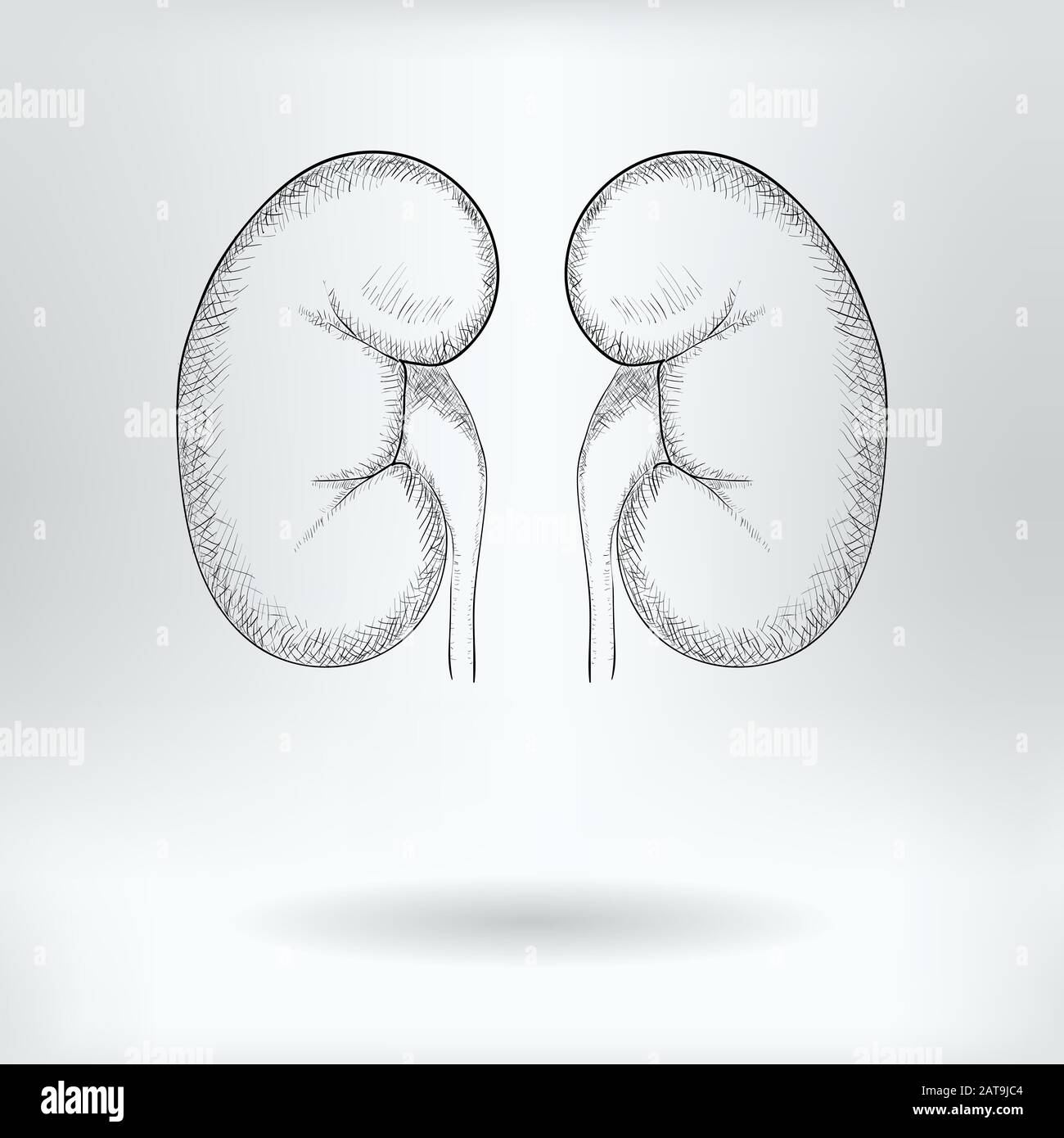 Cartoon Symbol of Kidneys  -  Science Medical Concept -  Drawing Sketch Vector Illustration Stock Vector