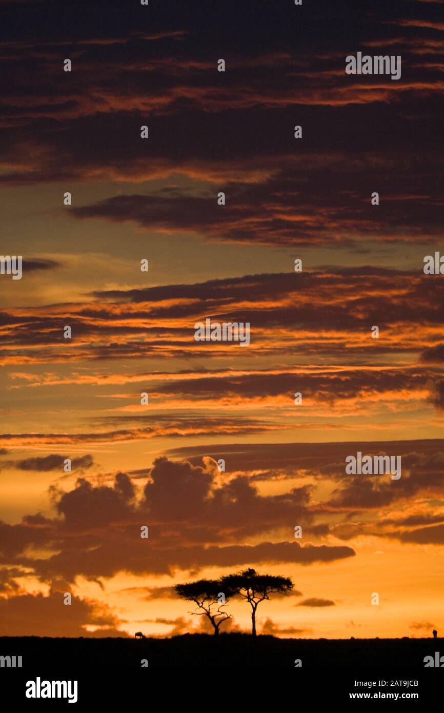 African sunset over the Maasai Mara, Kenya Stock Photo - Alamy