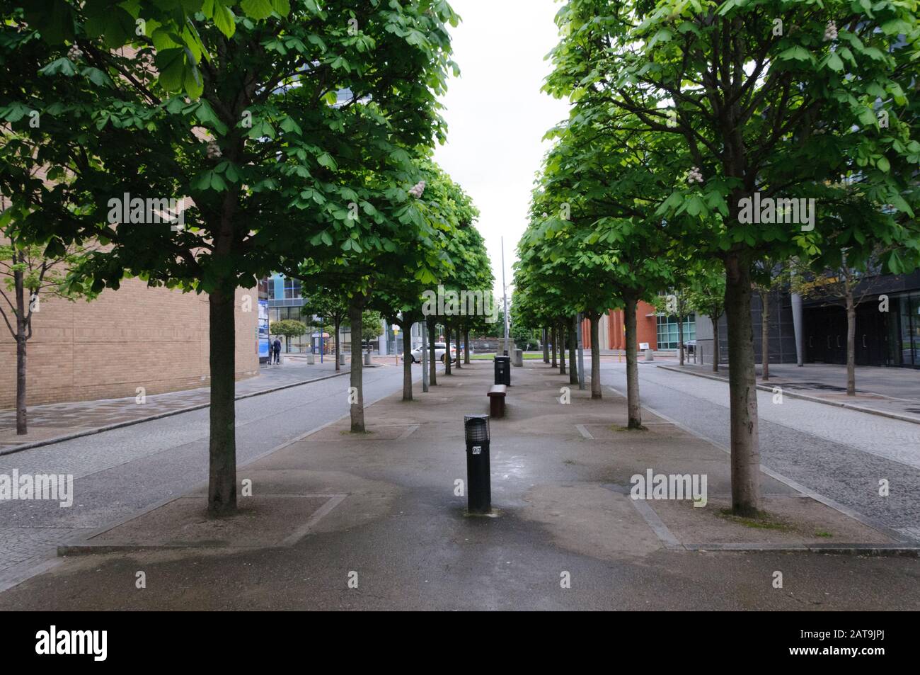 Tree-lined walkway in Belfast, Northern Ireland Stock Photo