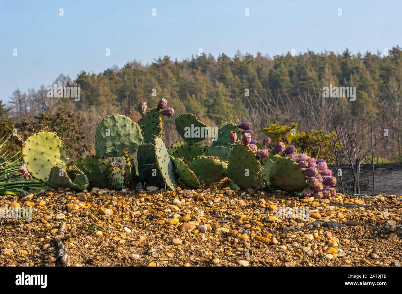Horizon of vibrant green prickly pear, Opuntia cactus in a row with pink fruits growing on them. Saturated colours and warm light on the beige gravel Stock Photo