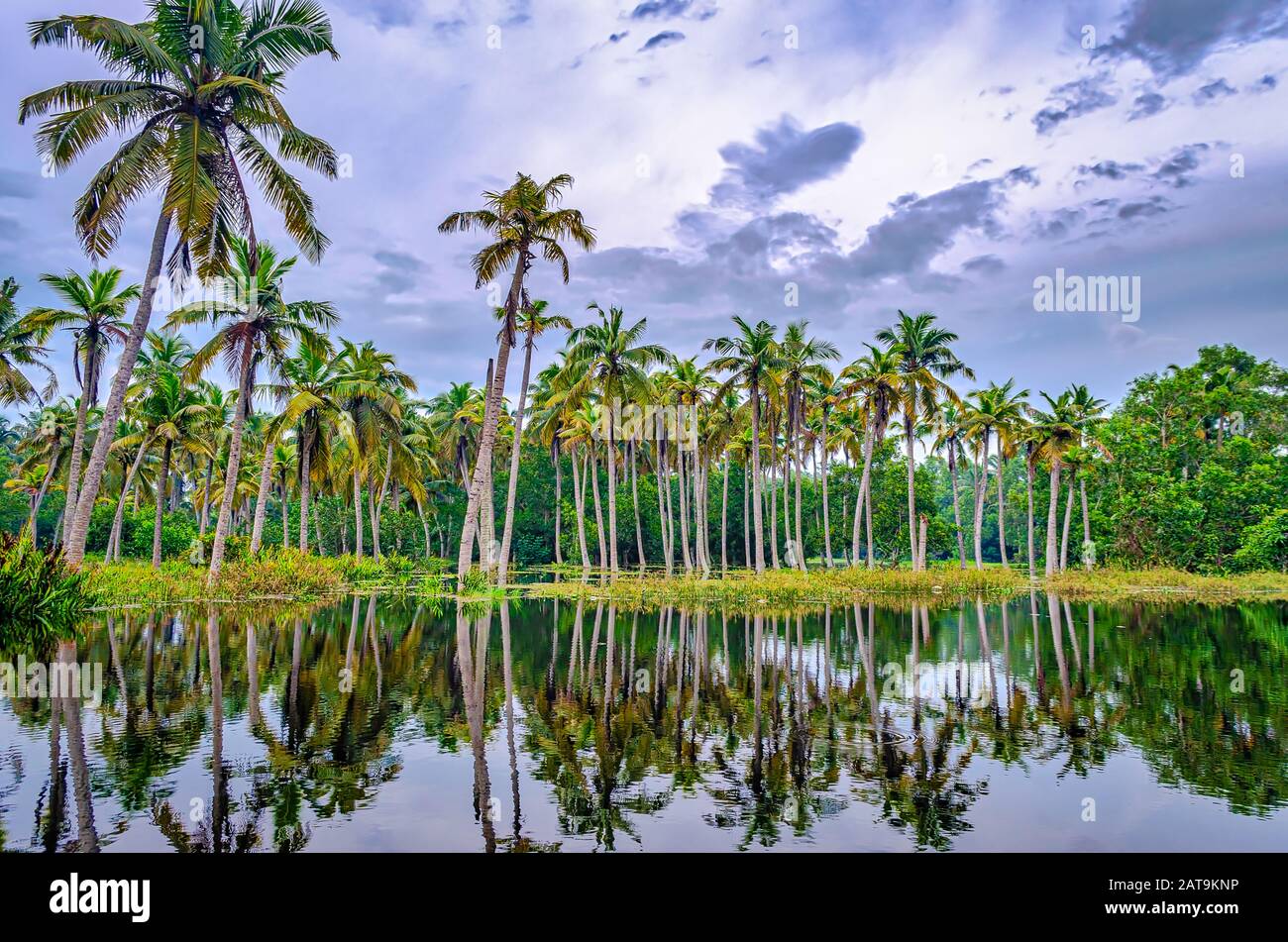 Coconut trees in the backwaters of Kerala, India with its reflection in the water. Stock Photo