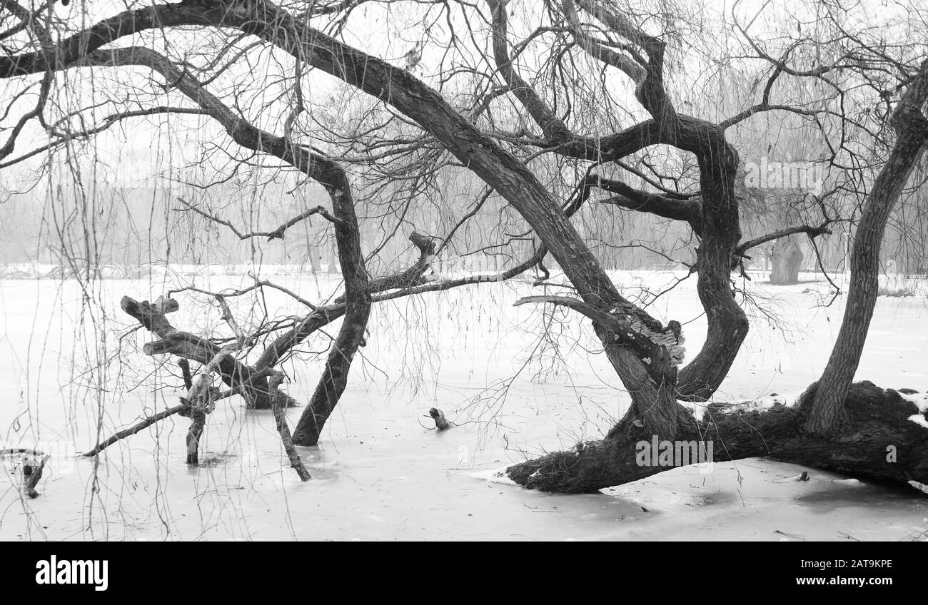 B/W photo of tree in frozen lake, Amsterdam, Netherlands Stock Photo