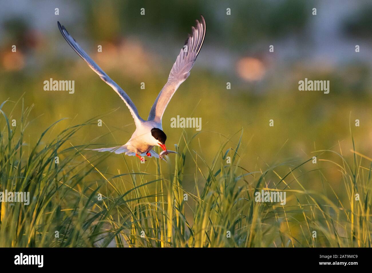 Adult common tern with fish hovering over nesting grounds Stock Photo