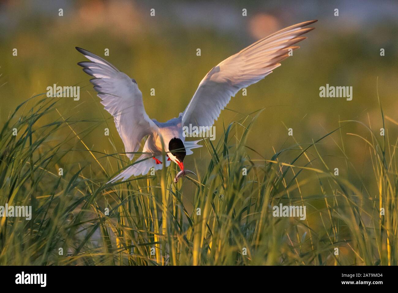 Adult common tern with fish hovering over nesting grounds Stock Photo