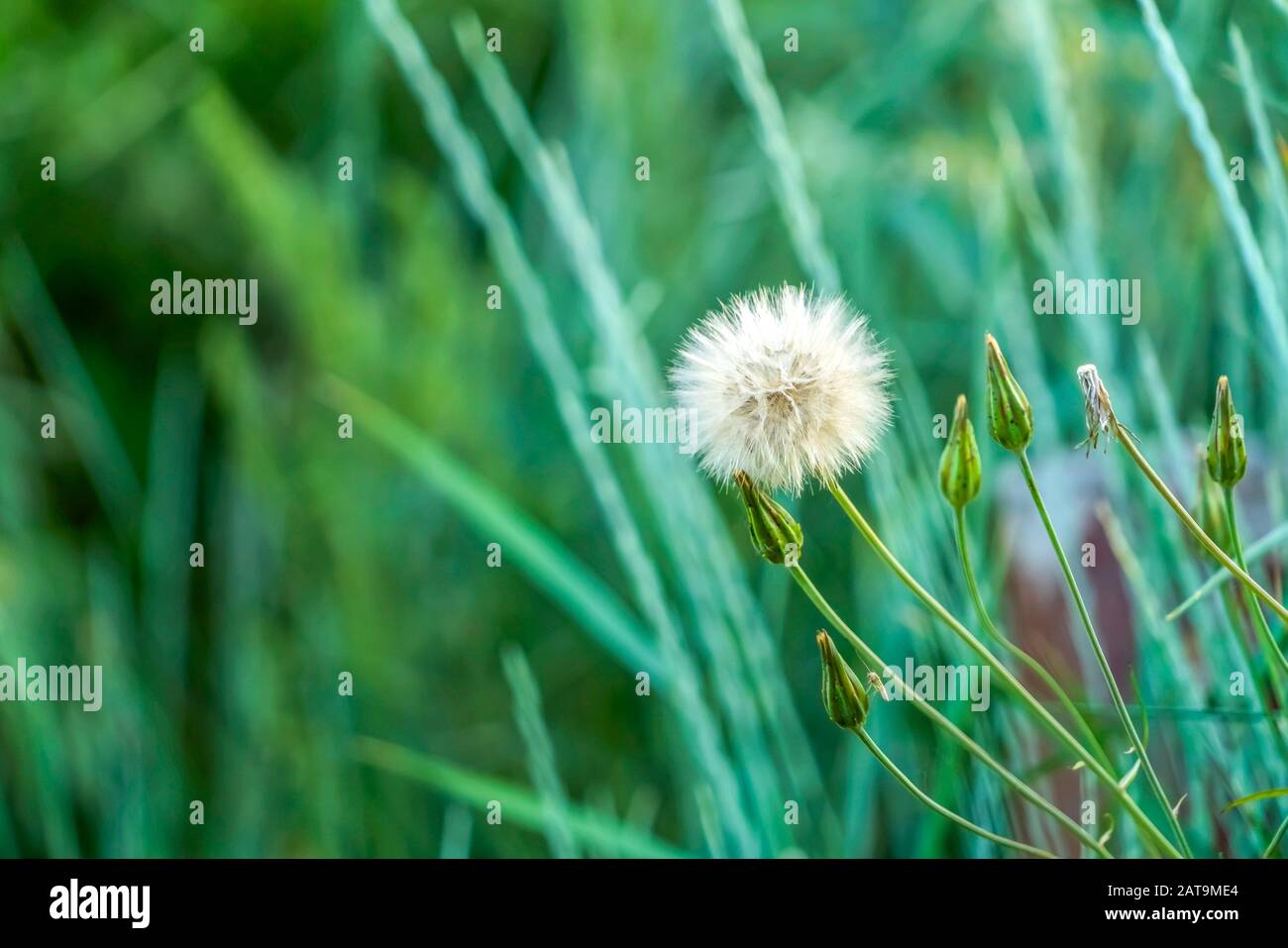 Green Stems Stock Photos and Pictures - 2,782,230 Images