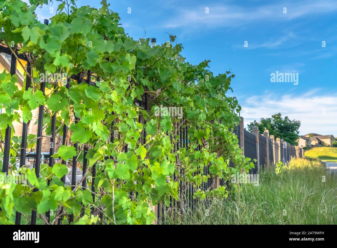 Fence growing vine leaves hi-res stock photography and images - Alamy