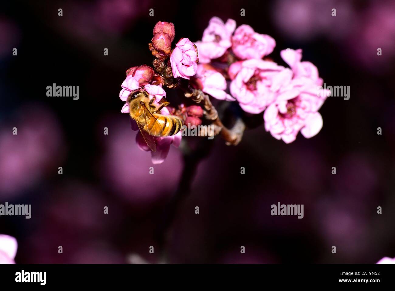Pink flowers with bee hi-res stock photography and images - Alamy
