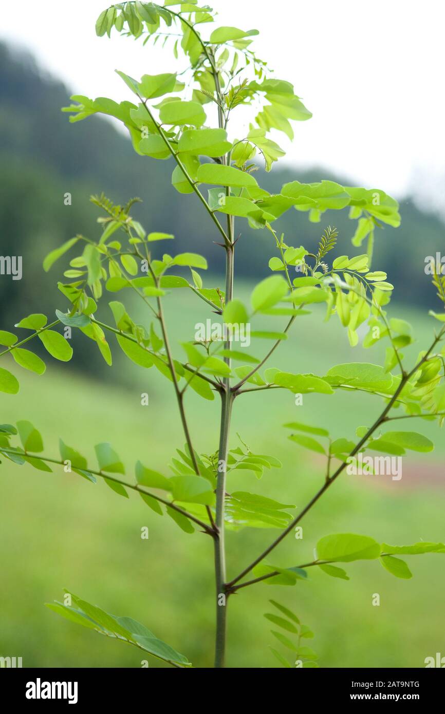 black locust false acacia, Robinia pseudoacacia tree Stock Photo Alamy