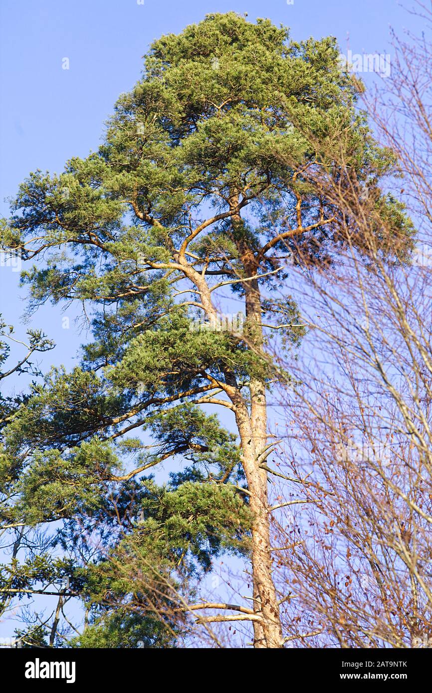 Stone pine (Pinus pinea) tree Stock Photo