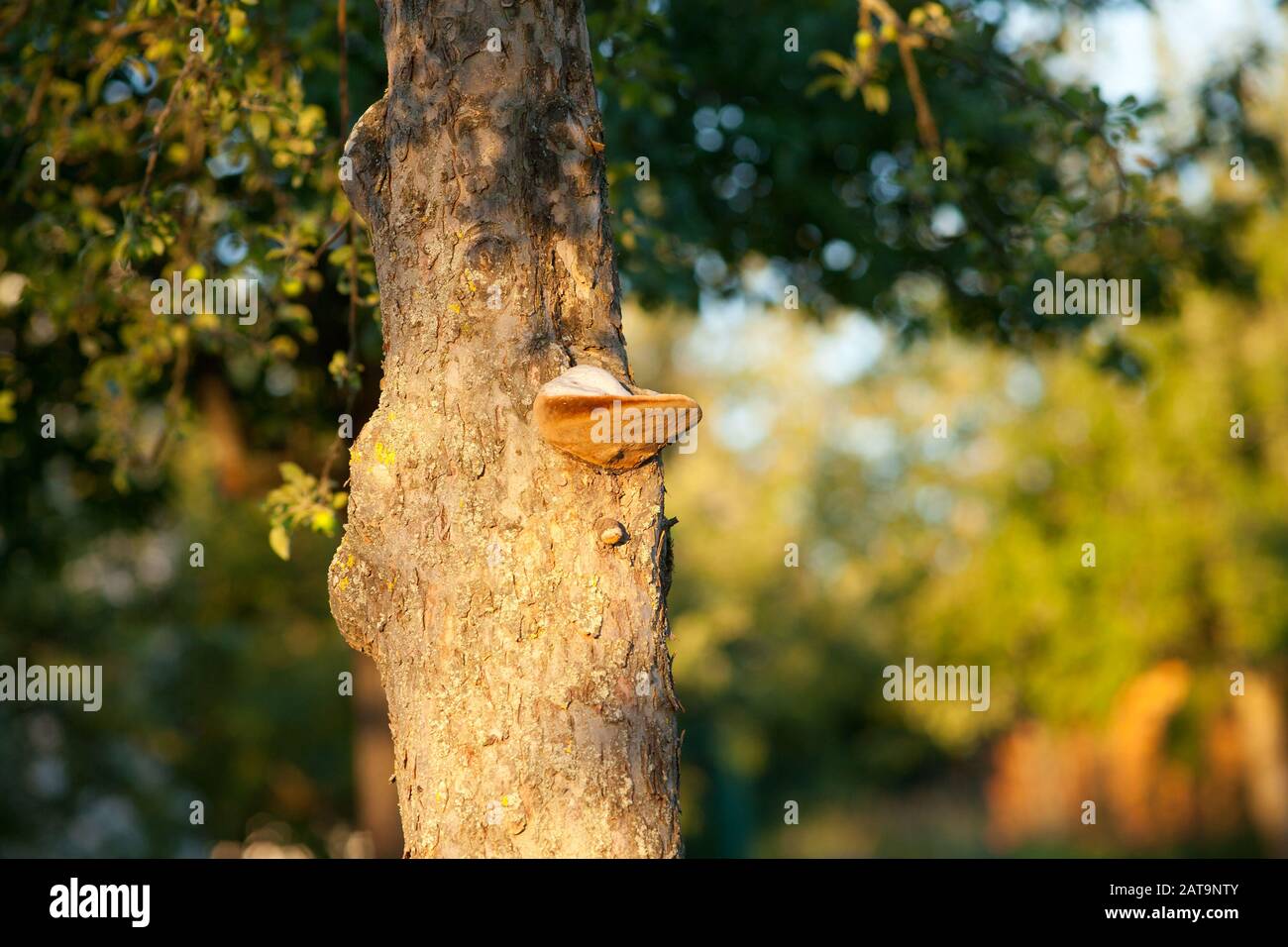 stem decay fungus, Fomitopsis pinicola, red belt conk Stock Photo