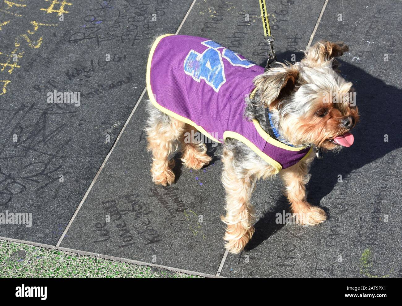 kobe bryant dog jersey