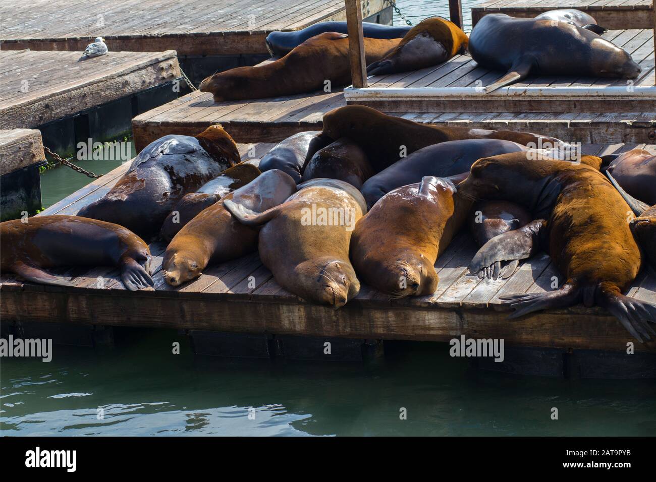 Sea lions sunbathing at Pier 39 Fisherman's Wharf San Francisco,  California, USA Stock Photo - Alamy