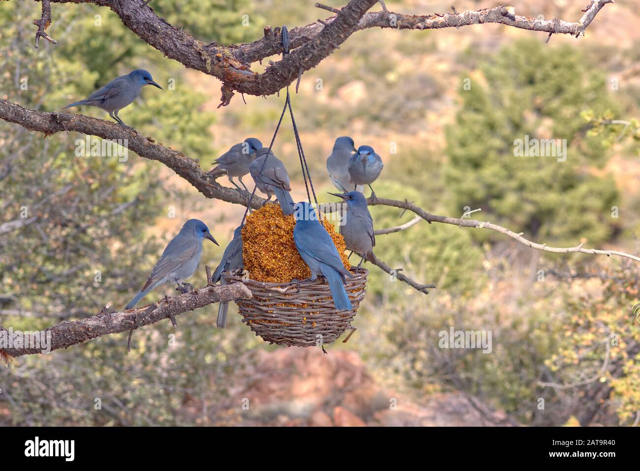 A flock of Pinyon Jays feeding on a basket of bird seed hanging from a Pinon Pine Tree limb. These birds are native to northern areas of Arizona. Stock Photo