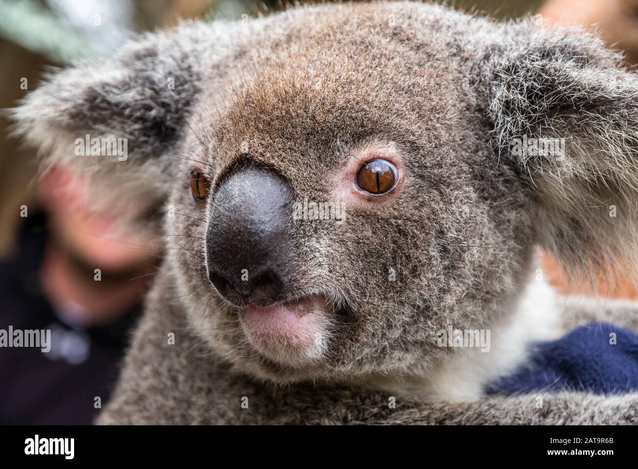 Close up of an Australian koala, Phascolarctos cinereus Stock Photo