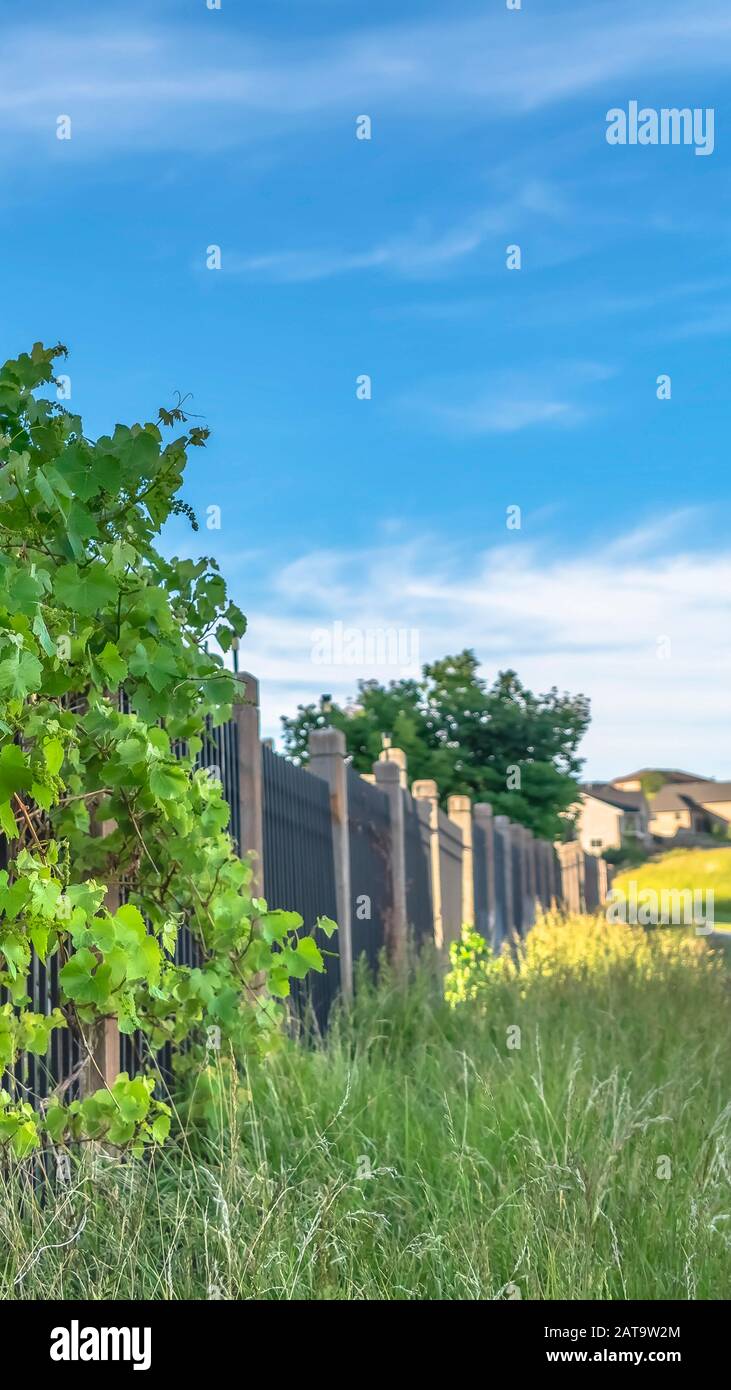 Vertical frame Lush vines with vibrant green leaves growing on the black metal fence of homes