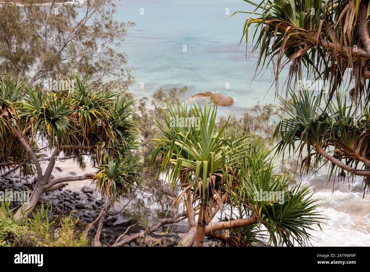 Pandanus rectories or screw pine palm trees beside the ocean at Wategos beach in Byron Bay,New South Wales,Australia Stock Photo