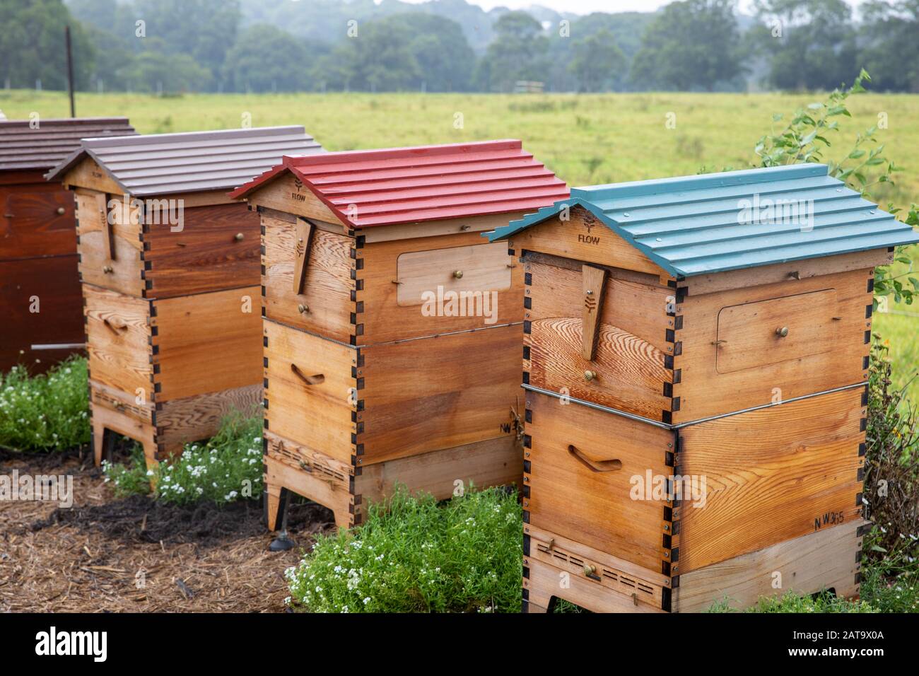 Bee Flow hives at the Apiary, the Farm,Byron Bay,Australia Stock Photo