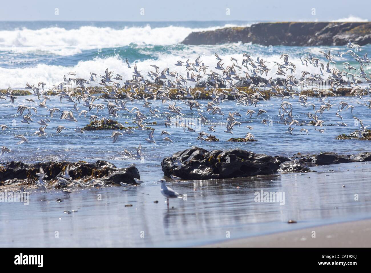 Thousands of birds flying at high speed in front of the sea at the Chilean coastline. An amazing flock of birds flying over the water and the beach Stock Photo