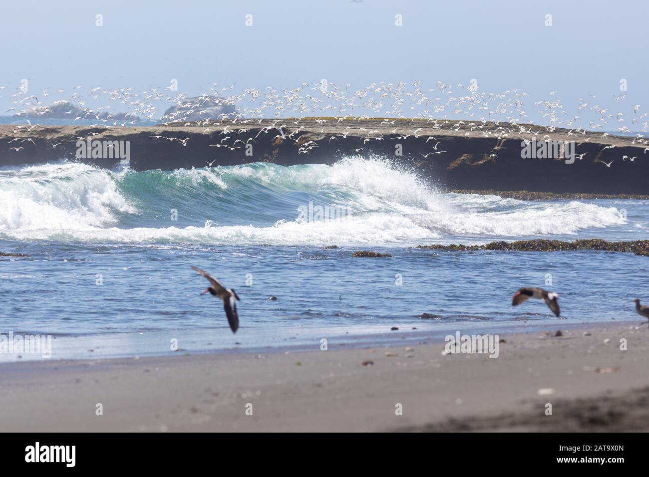 Thousands of birds flying at high speed in front of the sea at the Chilean coastline. An amazing flock of birds flying over the water and the beach Stock Photo