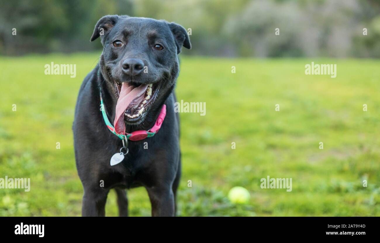 Happy black dog on grassy field with tennis ball Stock Photo - Alamy