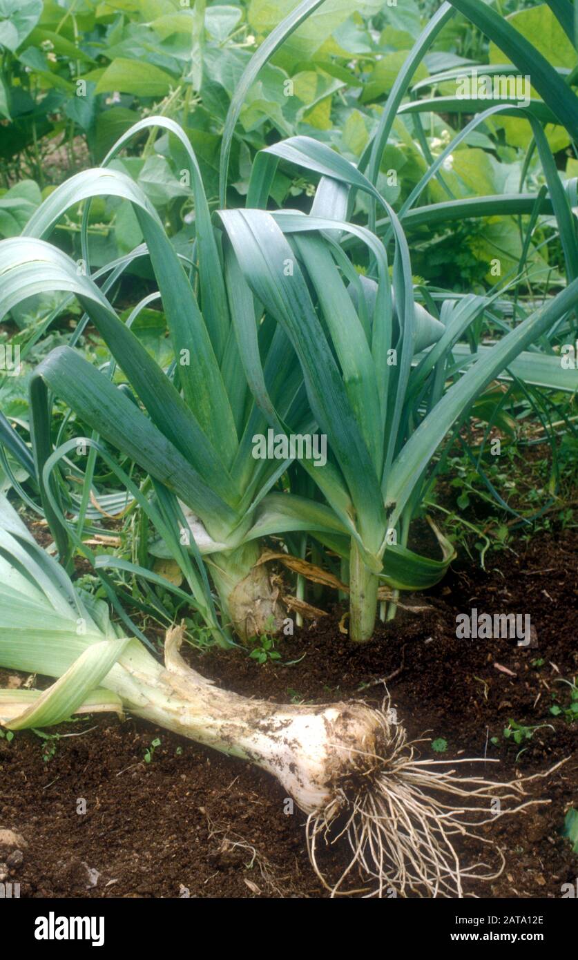 Growing leeks hires stock photography and images Alamy