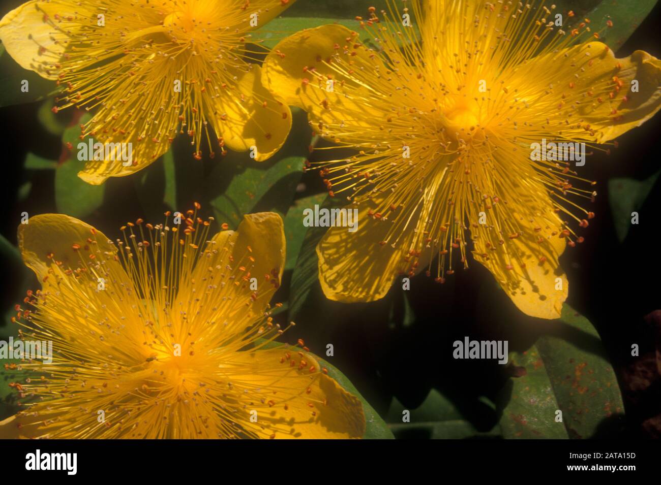 CLOSEUP OF THE MEDICINAL HERB ST JOHN'S WORT (HYPERICUM PERFORATUM