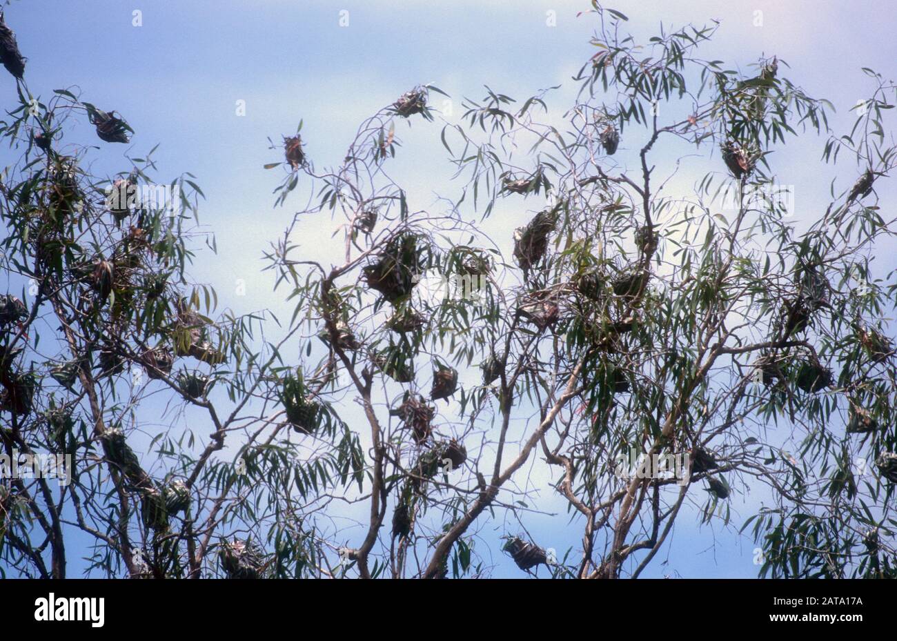 MASS OF GREEN TREE ANT NESTS IN EUCALYPTUS TREE, AUSTRALIA Stock Photo
