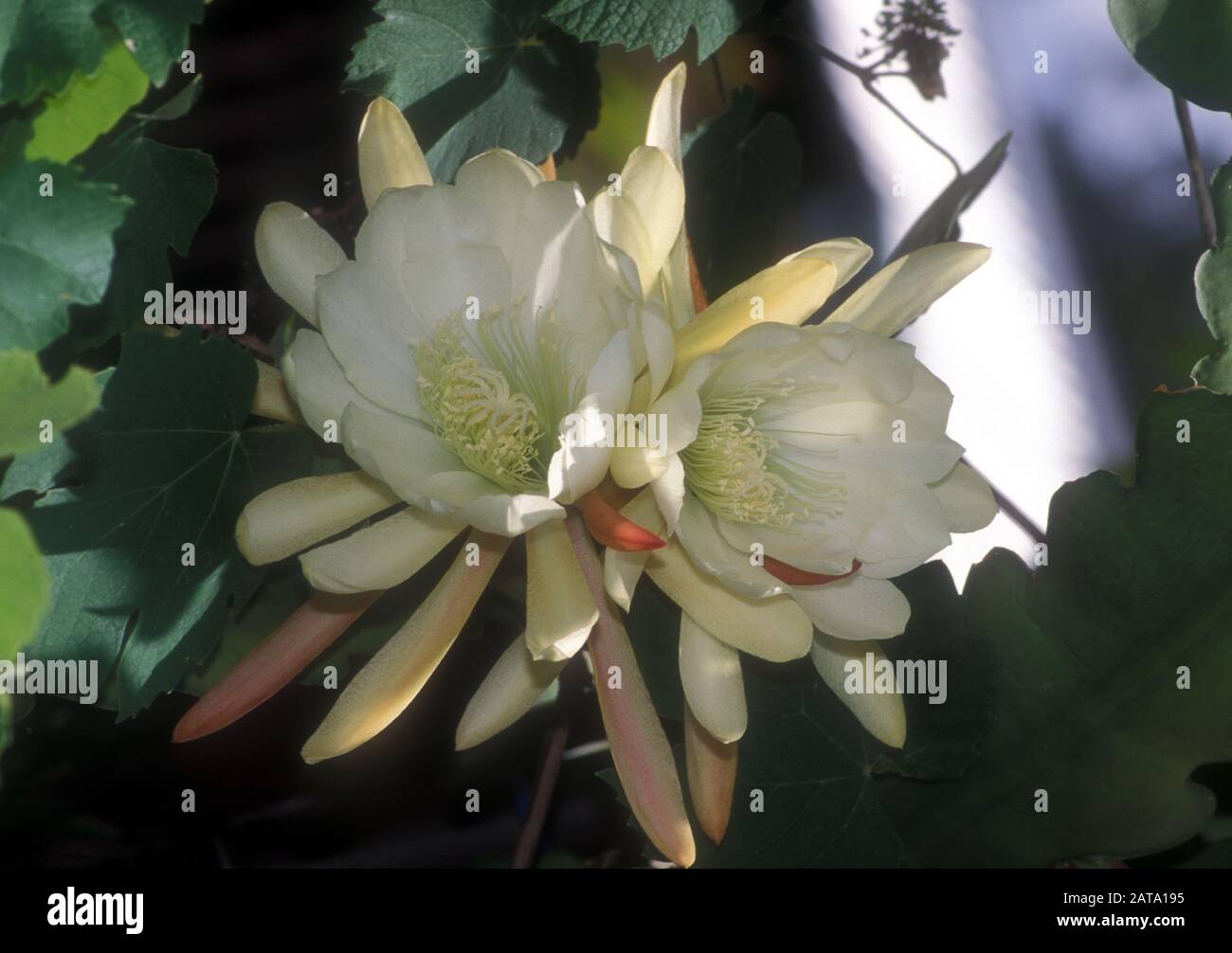 FLOWERING ORCHID CACTUS (EPIPHYLLUM LAUI) ALSO CALLED CLIMBING OR LEAF