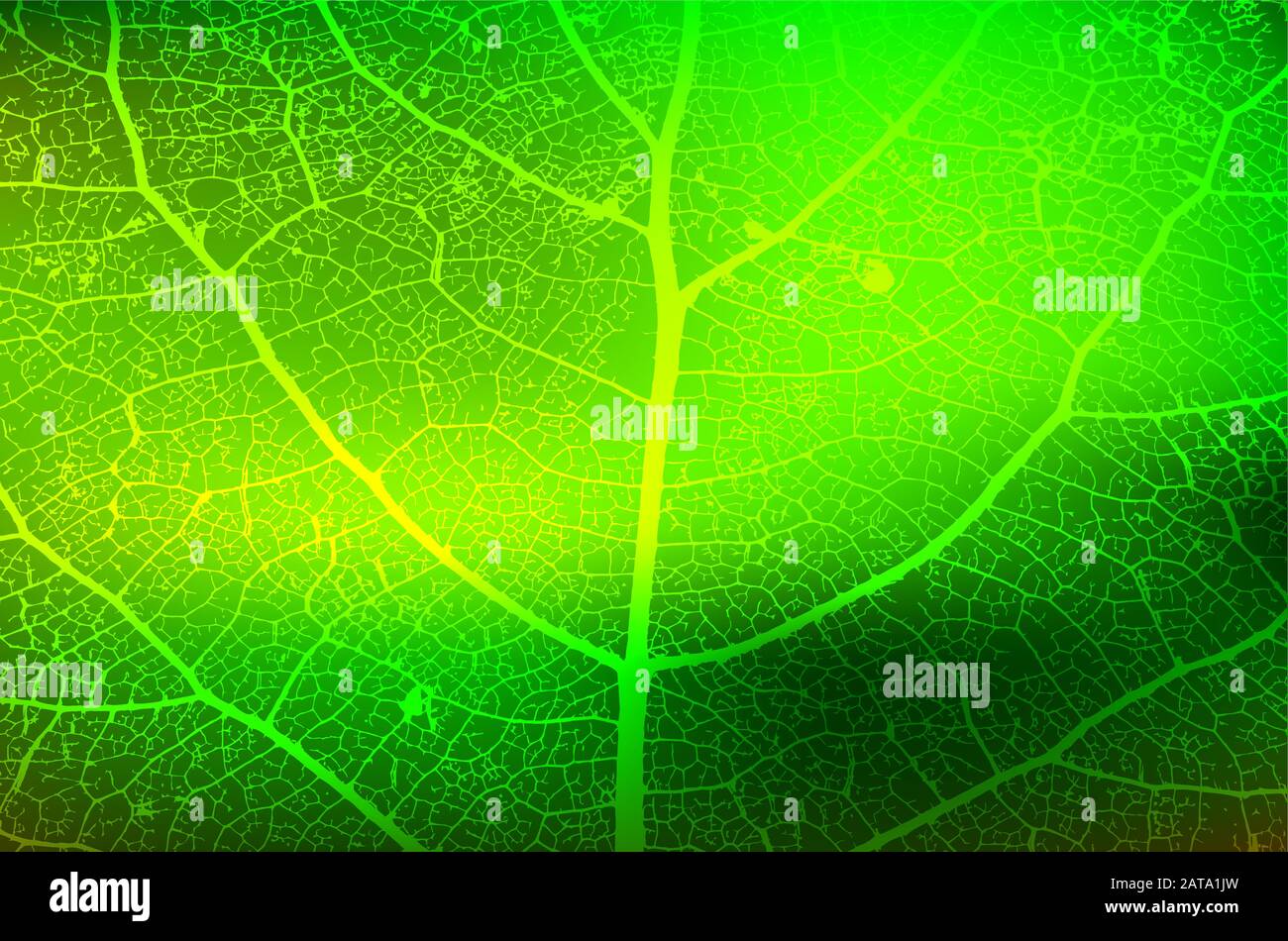Leaf Structure Skeleton with Veins - Vector Grunge Background Stock Vector