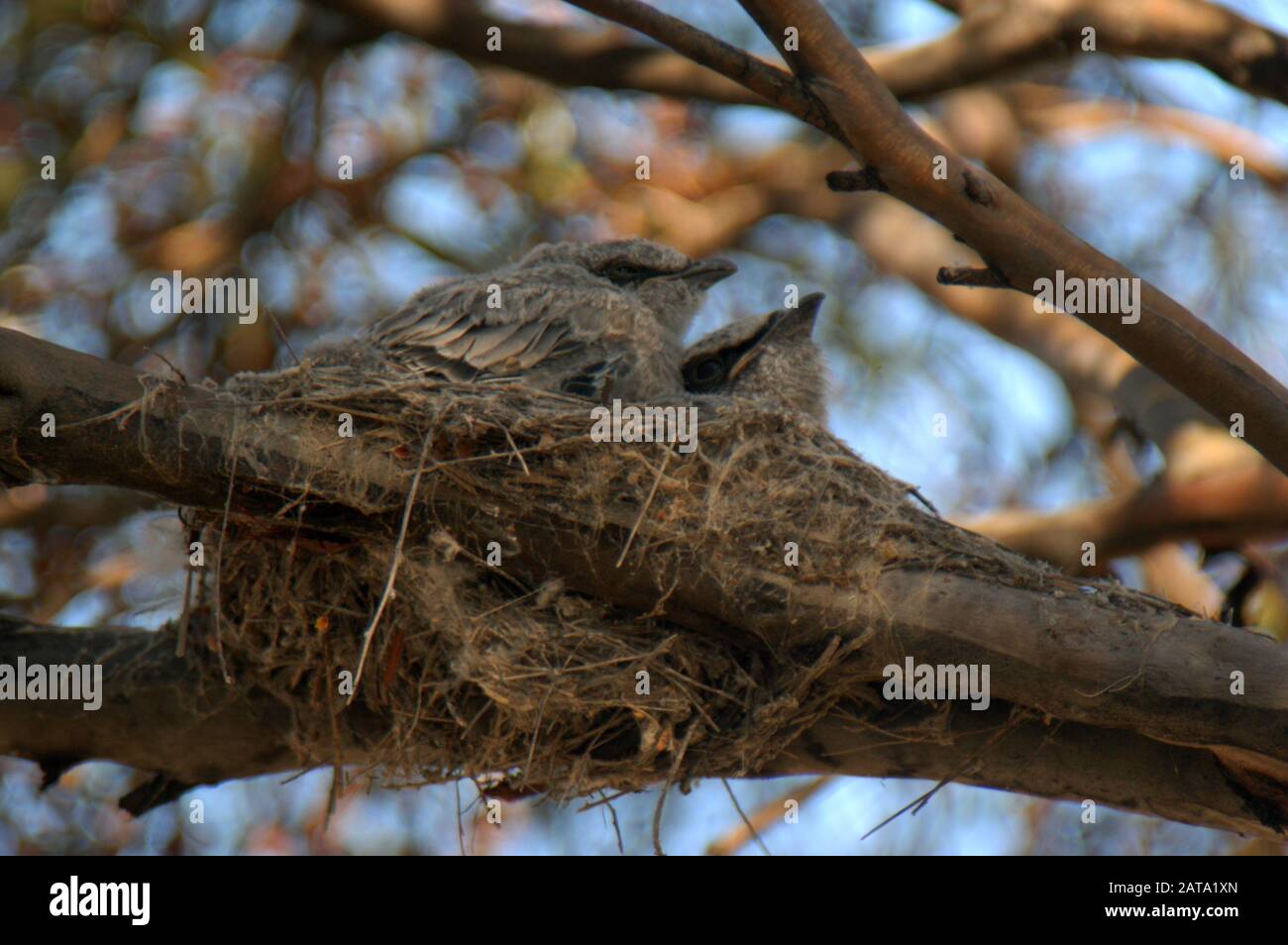 Black face cuckoo shrike (Coracina novaehollandiae) chicks in the nest, Western Australia. Stock Photo