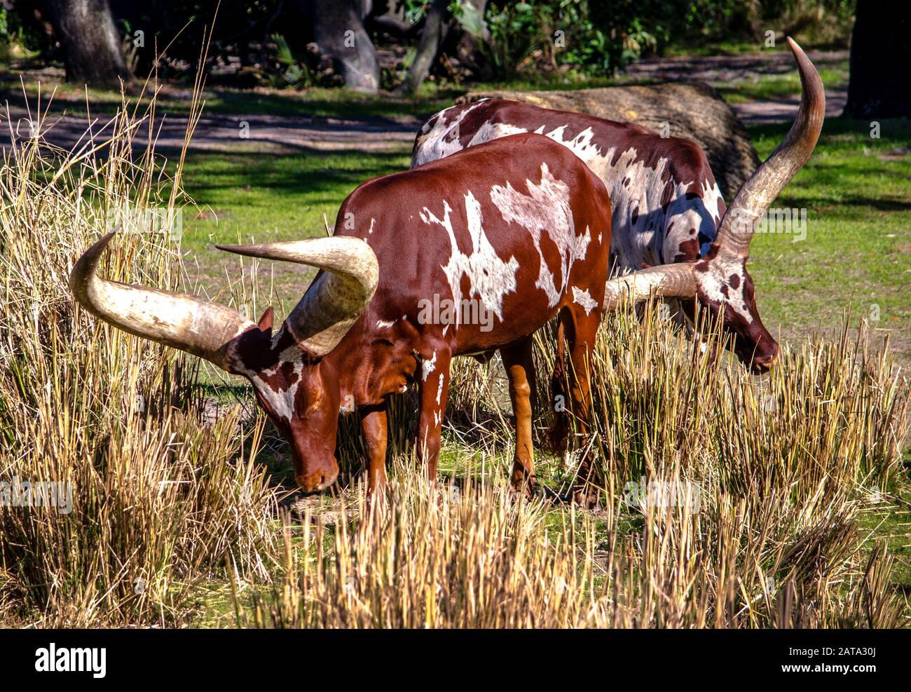 Long horned cows graze in a Florida habitat Stock Photo