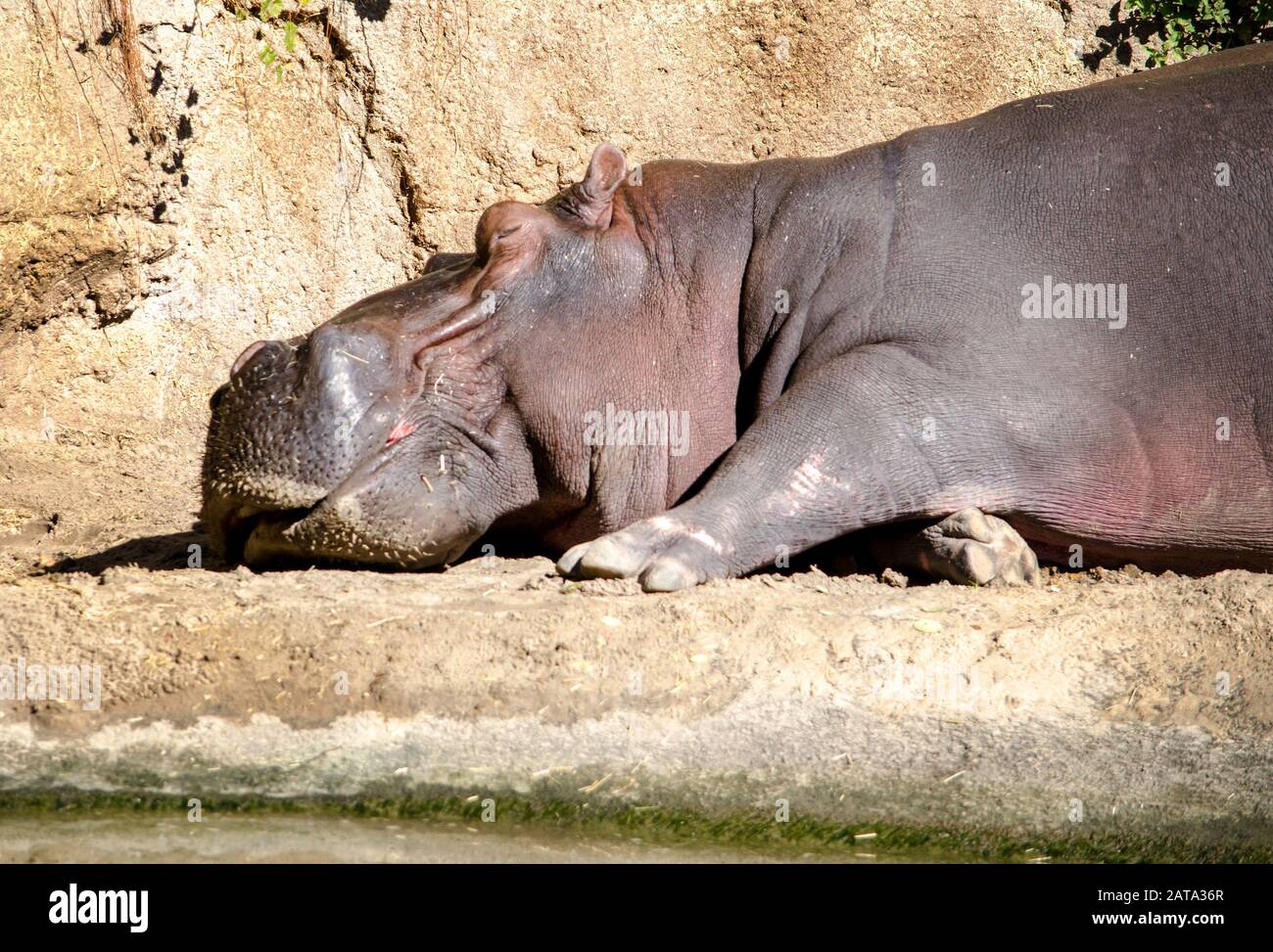 closeup of a sleeping Hippopotamus relaxing in the sunshine Stock Photo