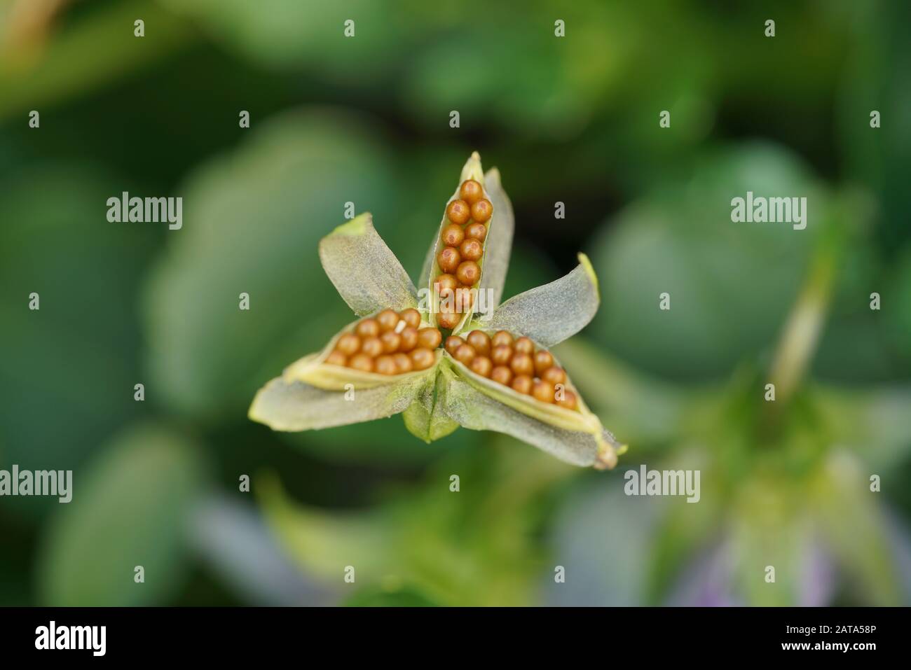 Pansy (Viola tricolor) seeds in three capsules Stock Photo Alamy