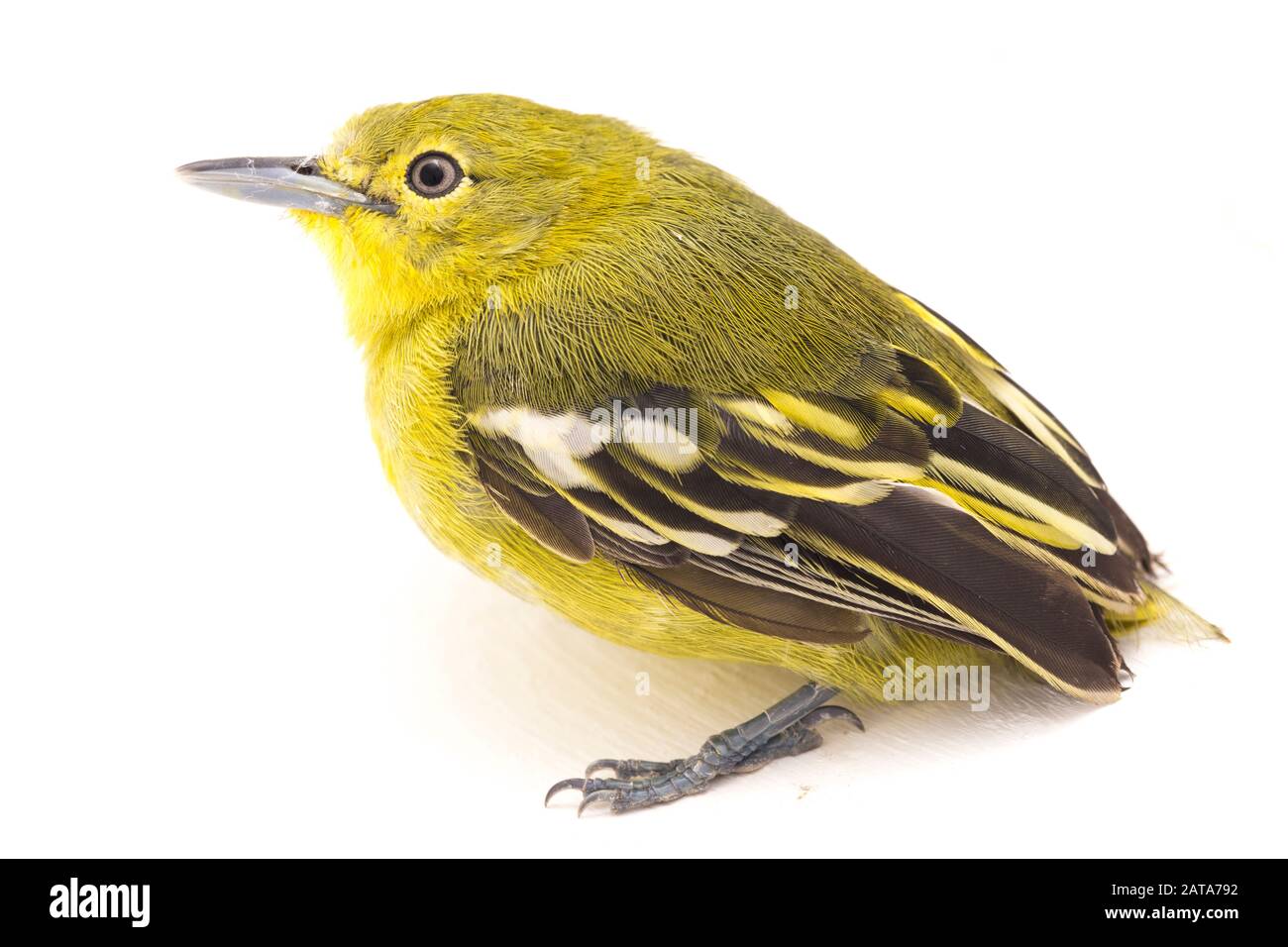 The Common Iora Aegithina Tiphia Isolated On White Background Stock Photo Alamy