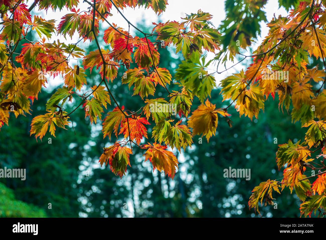 Backlit Japanese maple leaves turning color in autumn Stock Photo - Alamy